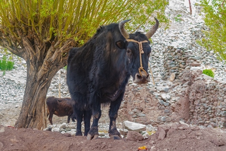 Large Indian yak on a dairy farm in the mountains of the Himalayas near Leh in Ladakh in India