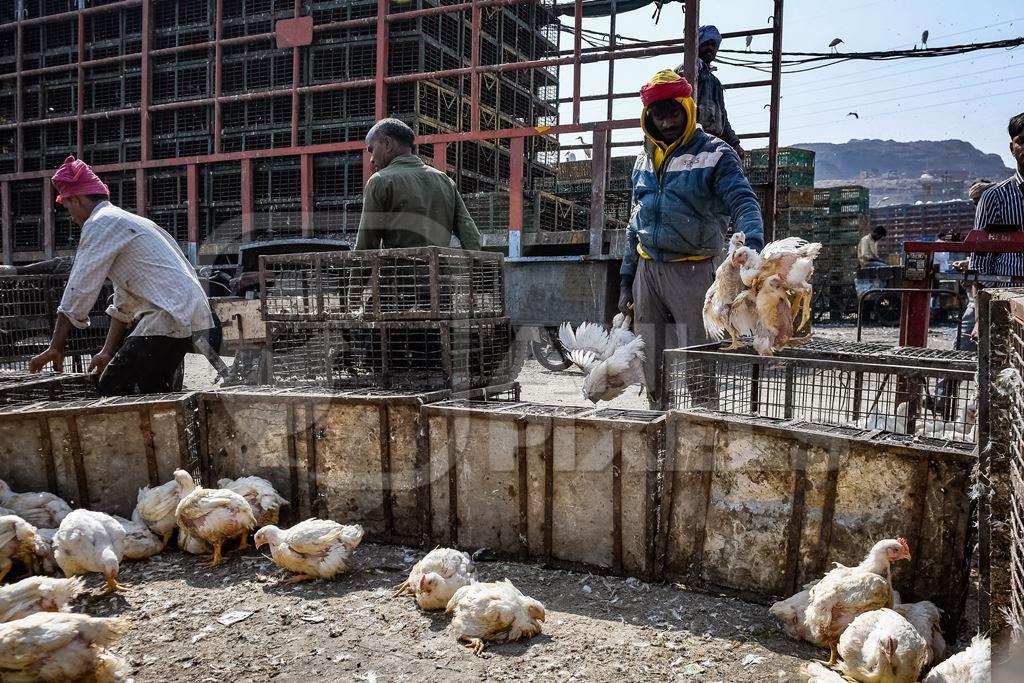 Enclosure with Indian broiler chickens at Ghazipur murga mandi, Ghazipur, Delhi, India, 2022