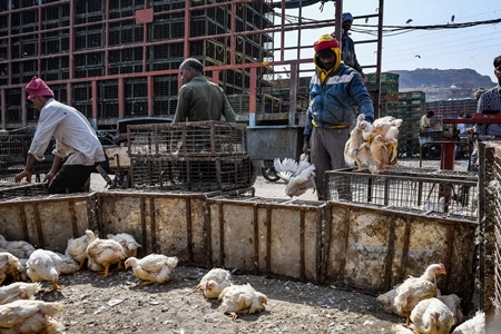 Enclosure with Indian broiler chickens at Ghazipur murga mandi, Ghazipur, Delhi, India, 2022