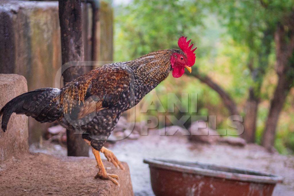 Indian chickens or hens in a rural village in countryside in Maharashtra, India, 2021