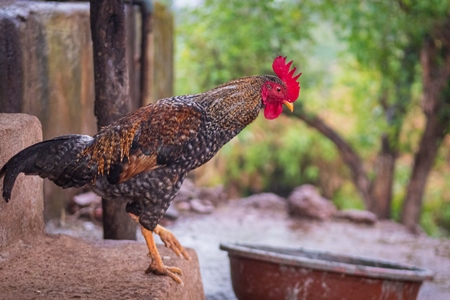 Indian chickens or hens in a rural village in countryside in Maharashtra, India, 2021