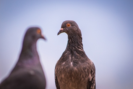 Two pigeons against blue sky background