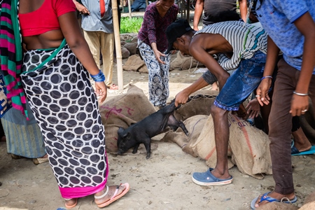 People holding pigs for sale for meat at the weekly animal market