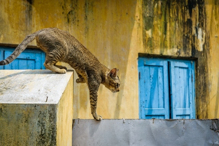 Street cat at Kochi fishing harbour in Kerala with yellow wall and blue door background