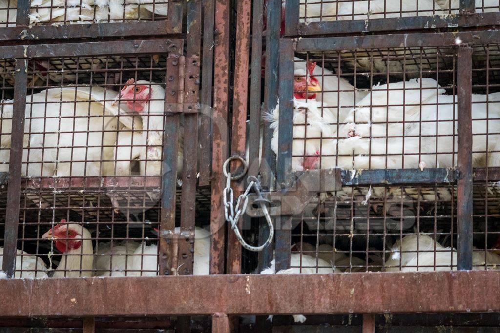 Broiler chickens packed onto at truck being transported to slaughter in an urban city