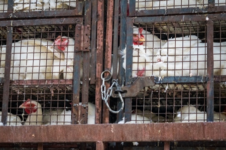 Broiler chickens packed onto at truck being transported to slaughter in an urban city