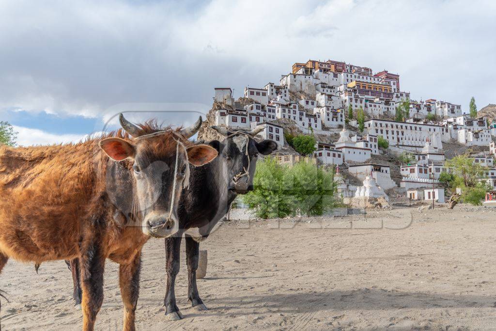 Indian dairy cows with nose ropes with monastery in background in Ladakh in the mountains of the Himalayas in India