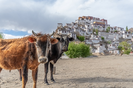 Indian dairy cows with nose ropes with monastery in background in Ladakh in the mountains of the Himalayas in India