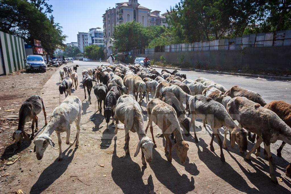 Herd of goats and sheep being led by farmer in an urban city street