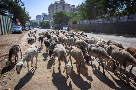 Herd of goats and sheep being led by farmer in an urban city street