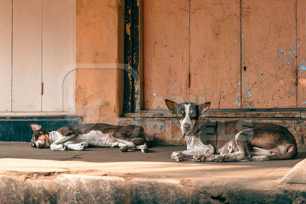 Indian street dogs or stray pariah dogs with orange wall background, Malvan, Maharashtra, India, 2022