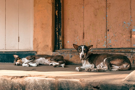 Indian street dogs or stray pariah dogs with orange wall background, Malvan, Maharashtra, India, 2022