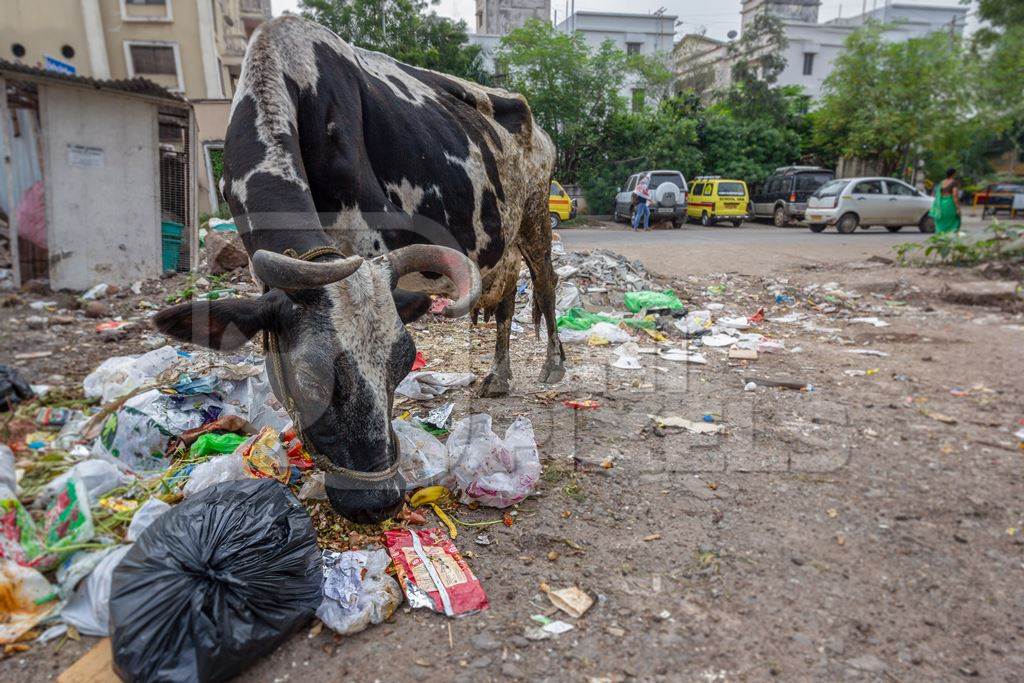 Dairy cow eating from a large pile of garbage in the street in a city