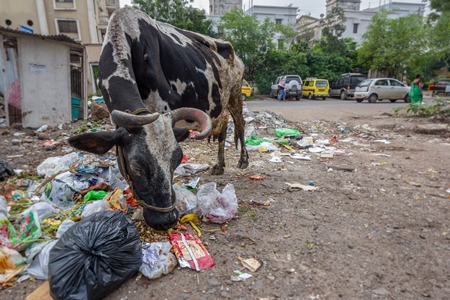 Dairy cow eating from a large pile of garbage in the street in a city