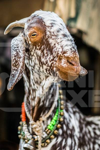 Goats in the street outside mutton shops in an urban city