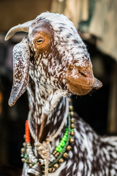 Goats in the street outside mutton shops in an urban city