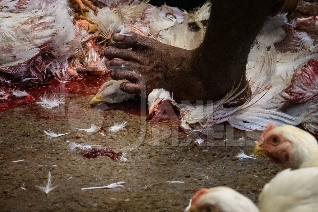 Slaughter workers killing chickens by cutting their throats with knives, at the chicken meat market inside New Market, Kolkata, India, 2022