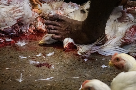 Slaughter workers killing chickens by cutting their throats with knives, at the chicken meat market inside New Market, Kolkata, India, 2022