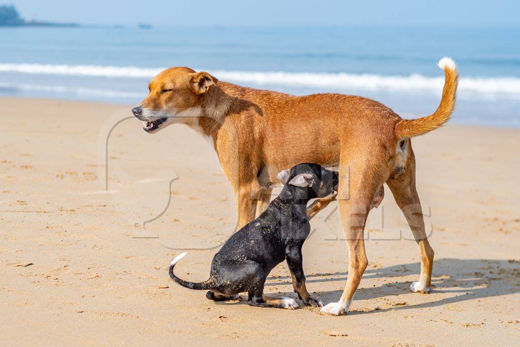 Mother Indian stray street dog with litter of puppies suckling on a beach in Maharashtra, India