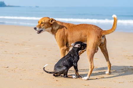 Mother Indian stray street dog with litter of puppies suckling on a beach in Maharashtra, India