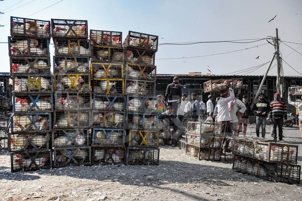 Stacks of Indian broiler chickens packed into small dirty cages or crates at Ghazipur murga mandi, Ghazipur, Delhi, India, 2022