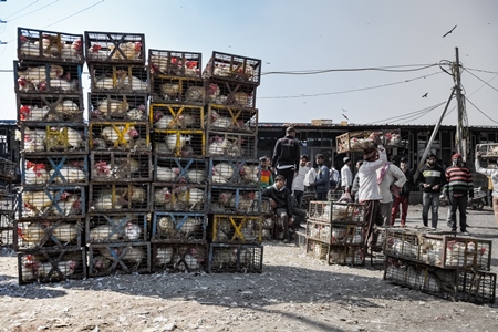 Stacks of Indian broiler chickens packed into small dirty cages or crates at Ghazipur murga mandi, Ghazipur, Delhi, India, 2022