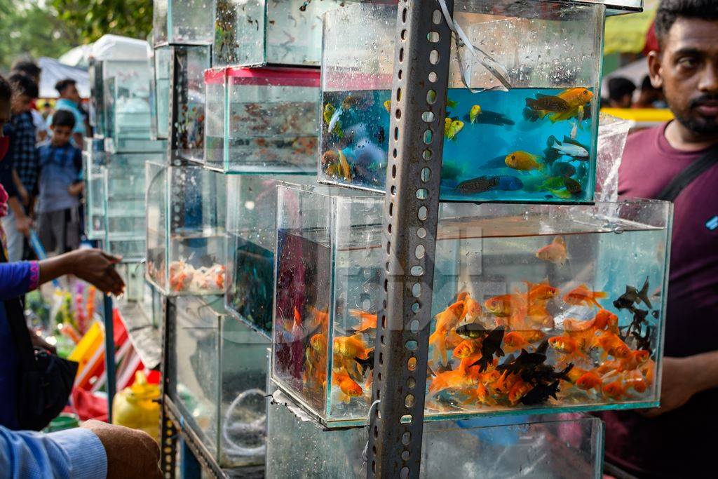 Aquarium fish on sale in tanks at Galiff Street pet market, Kolkata, India, 2022