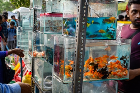 Aquarium fish on sale in tanks at Galiff Street pet market, Kolkata, India, 2022