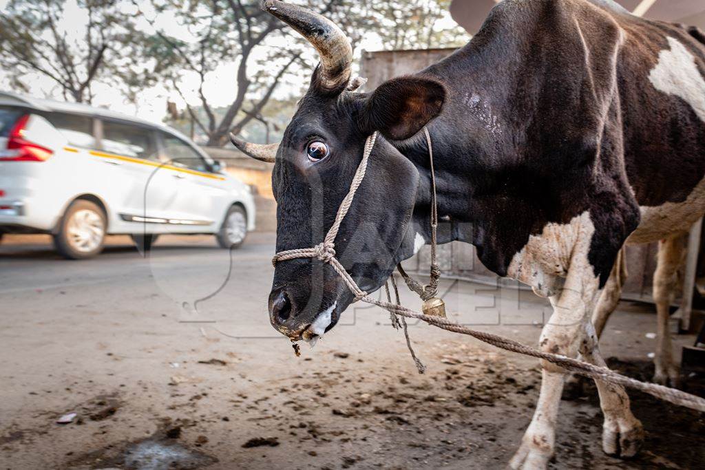 Distressed Indian dairy cow tied up on an urban tabela in the divider of a busy road, Pune, Maharashtra, India, 2024