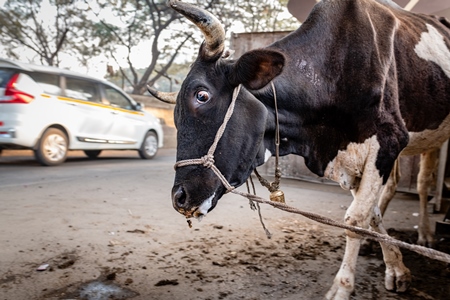 Distressed Indian dairy cow tied up on an urban tabela in the divider of a busy road, Pune, Maharashtra, India, 2024