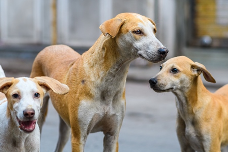 Mother and puppies Indian stray or street pariah dogs on road in urban city of Pune, Maharashtra, India, 2021