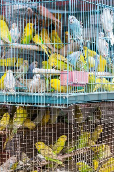 Cockatiels or budgerigars in cage on sale at Crawford pet market