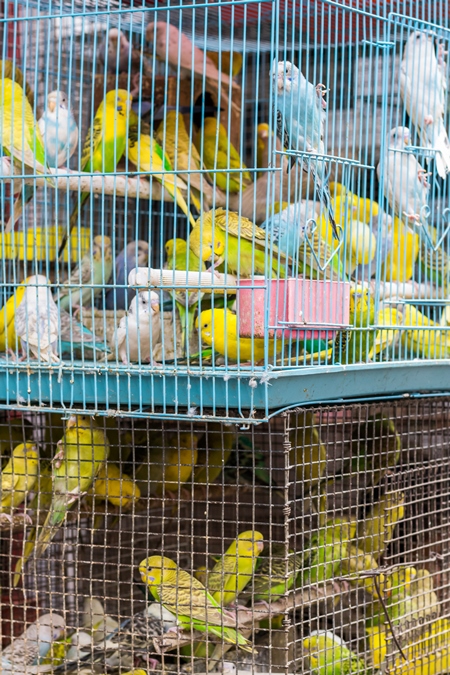 Cockatiels or budgerigars in cage on sale at Crawford pet market