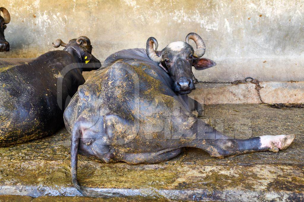 Indian buffalo lying in dirt and feces and tied up in a line in a concrete shed on an urban dairy farm or tabela, Aarey milk colony, Mumbai, India, 2023