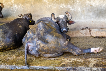 Indian buffalo lying in dirt and feces and tied up in a line in a concrete shed on an urban dairy farm or tabela, Aarey milk colony, Mumbai, India, 2023