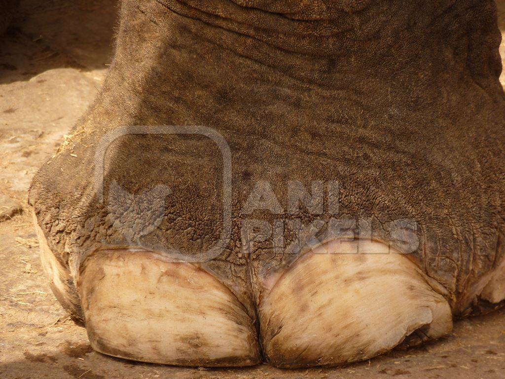 Indian elephant waving trunk