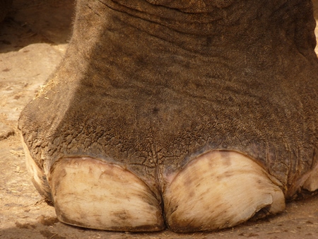 Indian elephant waving trunk