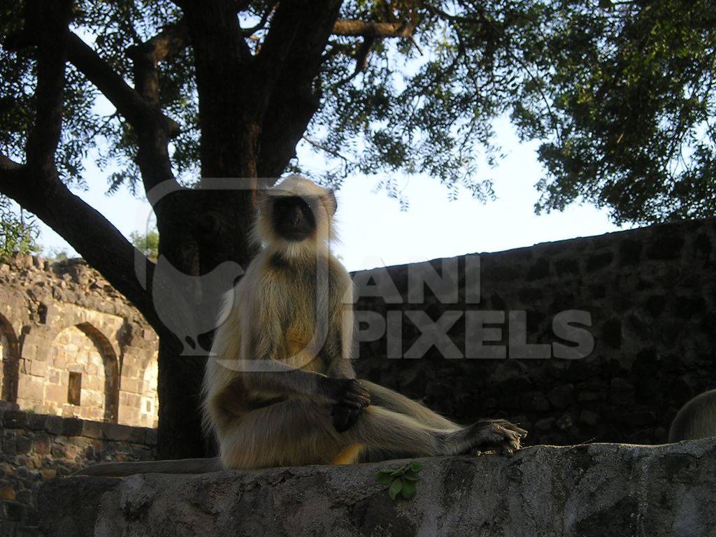 Grey langur sitting under a tree