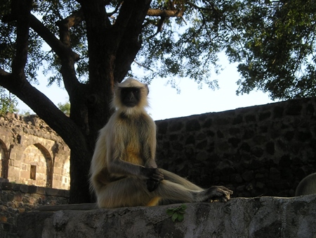 Grey langur sitting under a tree