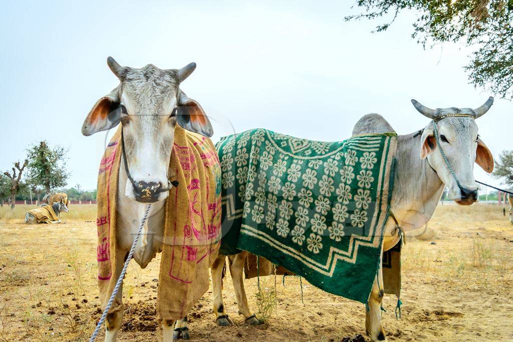 Two bullocks standing with blankets at Nagaur cattle fair