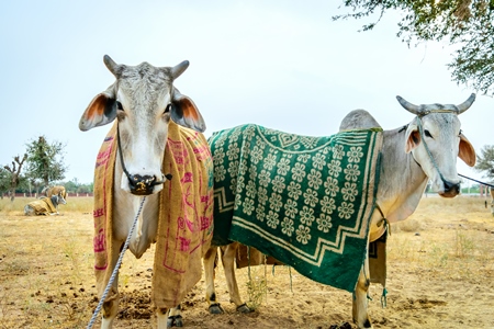 Two bullocks with humps  with blankets and nose ropes standing on large fair ground at Nagaur cattle fair in Rajasthan, India, 2017