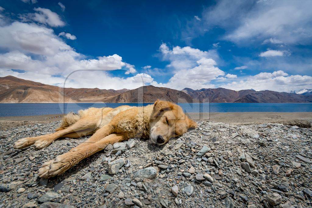 Fluffy brown stray puppy in the mountains of Ladakh with blue sky and scenic background in the Himalayas