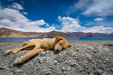 Fluffy brown stray puppy in the mountains of Ladakh with blue sky and scenic background in the Himalayas