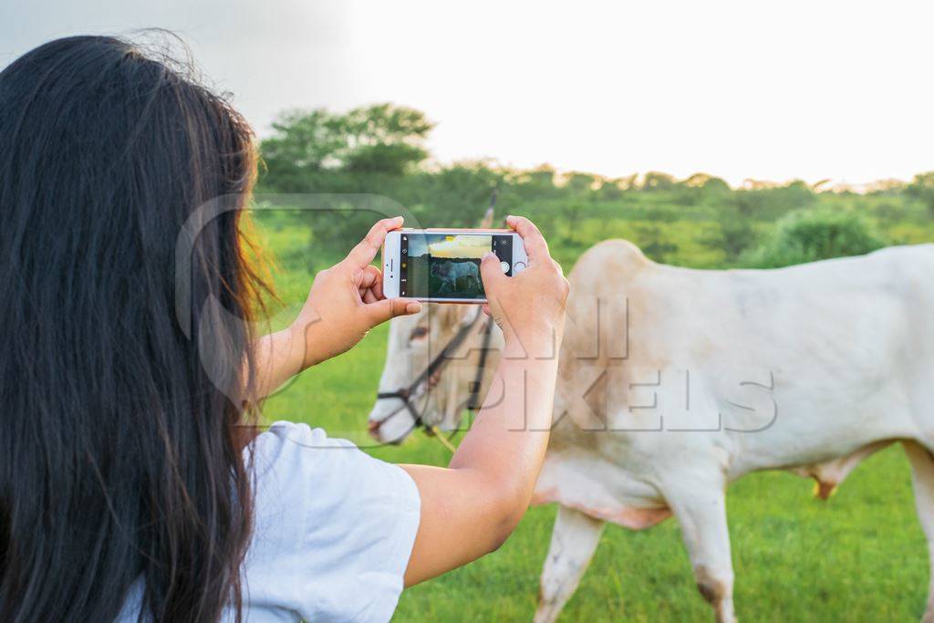 Girl taking photos with mobile phone of Indian cow or bullock in green field with blue sky background in Maharashtra in India