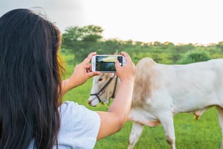 Girl taking photos with mobile phone of Indian cow or bullock in green field with blue sky background in Maharashtra in India