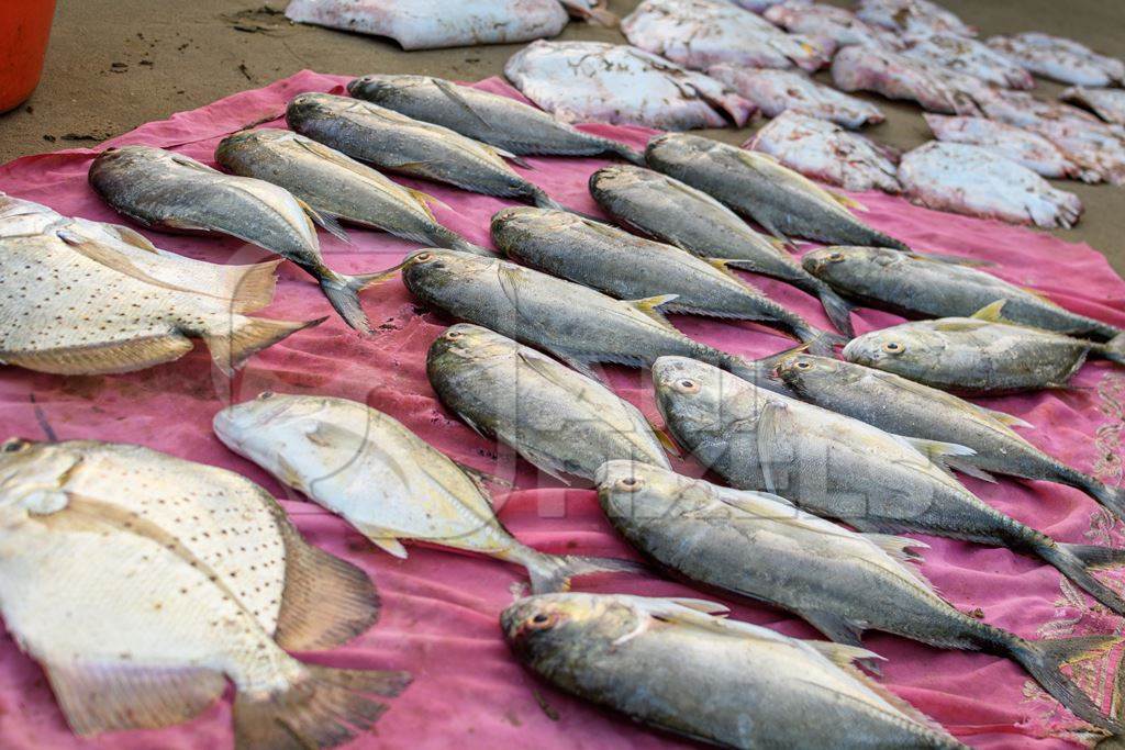 Rows of dead Indian fish on sale at Malvan fish market on beach in Malvan, Maharashtra, India, 2022