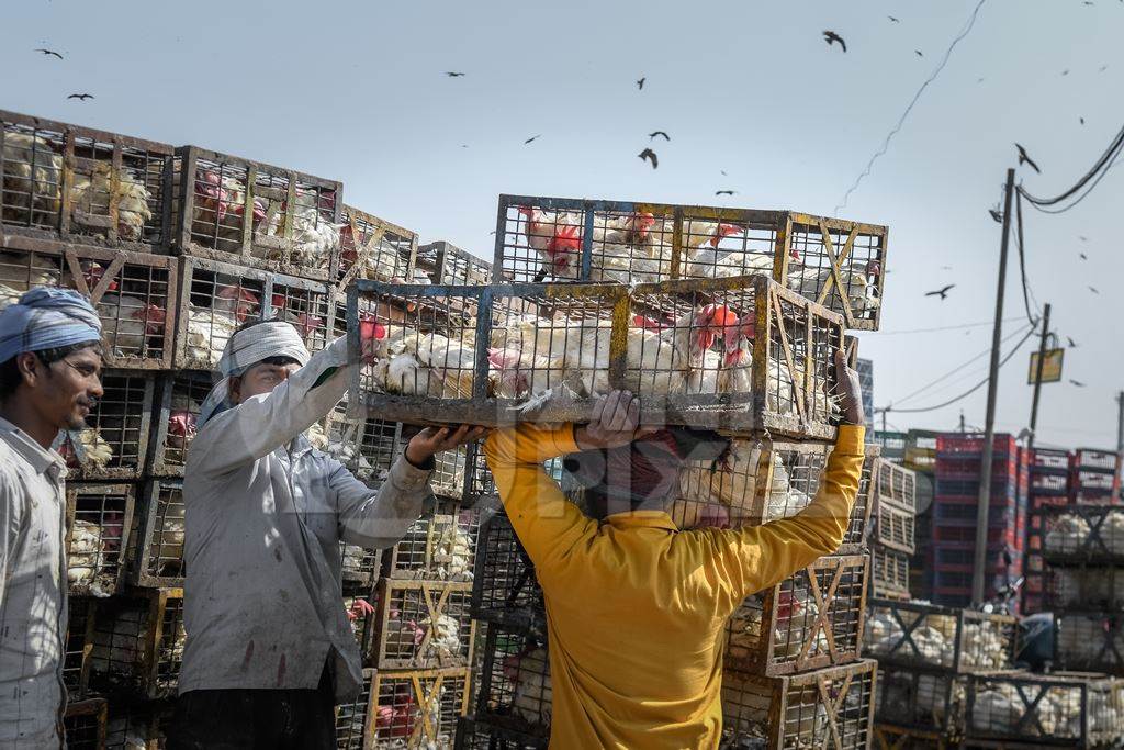 Indian broiler chickens being transported on the head of a worker at Ghazipur murga mandi, Ghazipur, Delhi, India, 2022