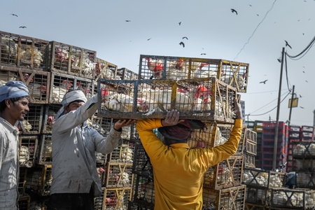 Indian broiler chickens being transported on the head of a worker at Ghazipur murga mandi, Ghazipur, Delhi, India, 2022