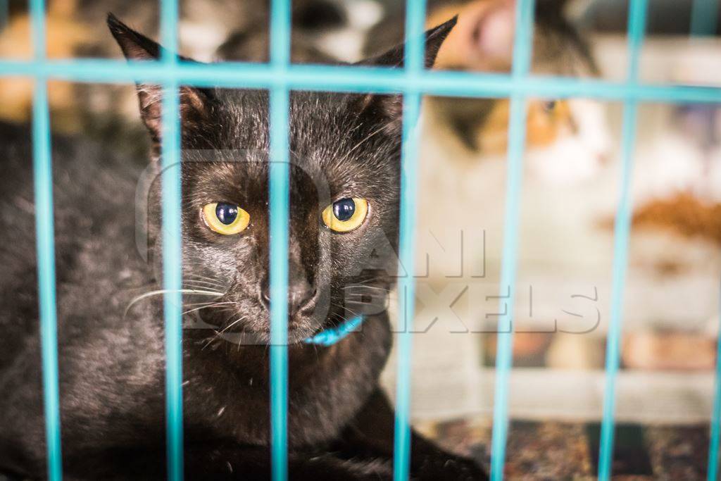 Black cat in cage with blue bars at adoption camp waiting to be adopted