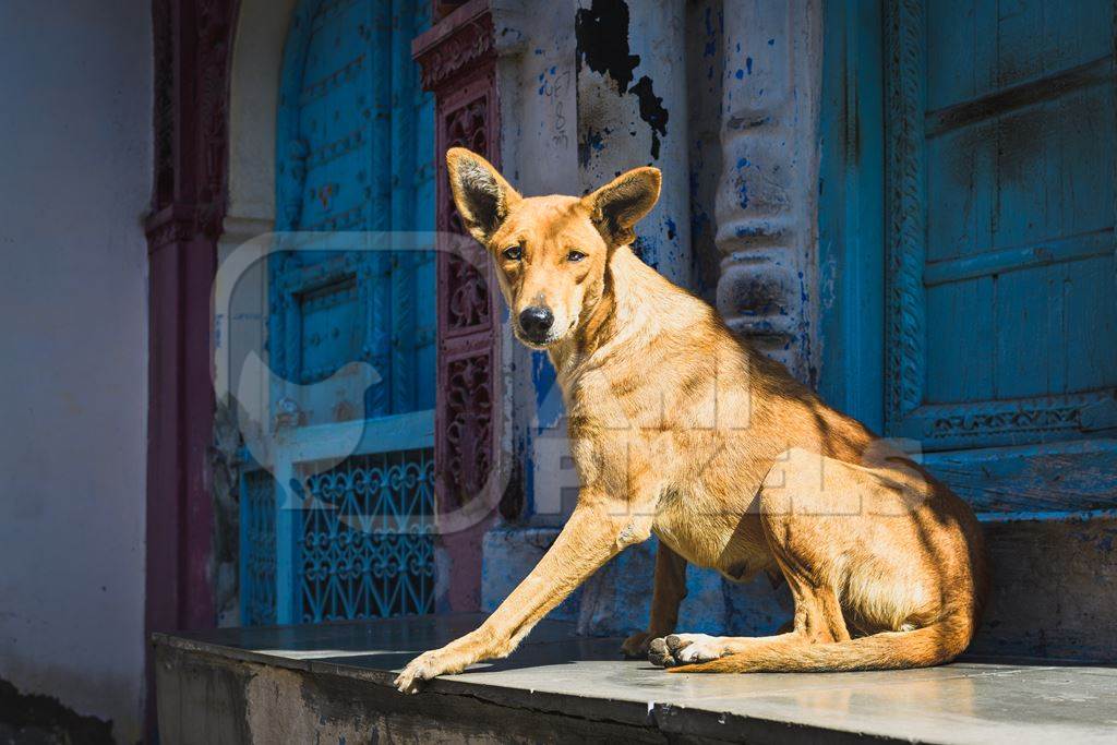 Indian street dog or stray pariah dog in the sun with blue door background, Jodhpur, India, 2022